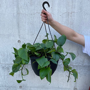 Epipremnum Aureum Devils Ivy Pothos 270mm Hanging