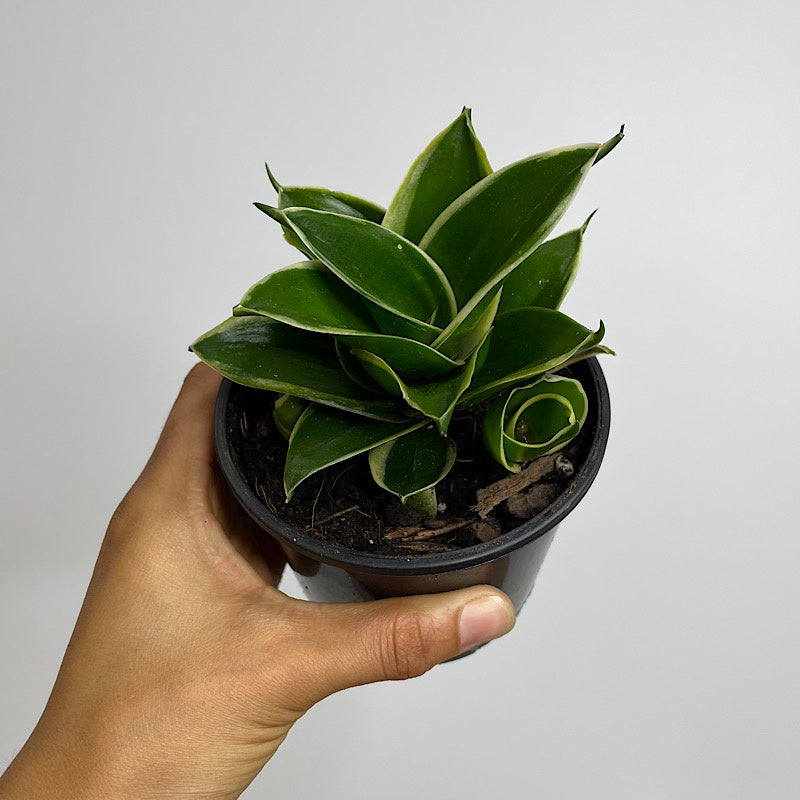 Sansevieria Trifasciata Snake Plant Assorted 100mm