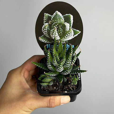 Haworthia Coarcata 65mm