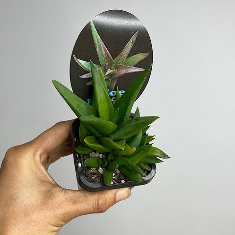 Aloe Black Gem 65mm