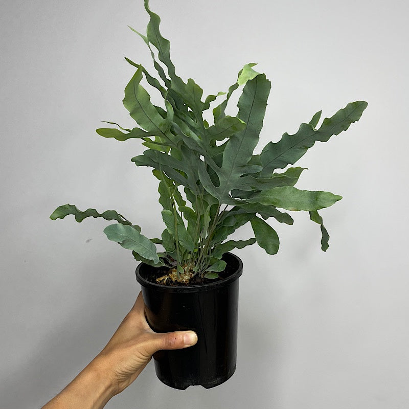 Phlebodium Blue Star Fern 140mm