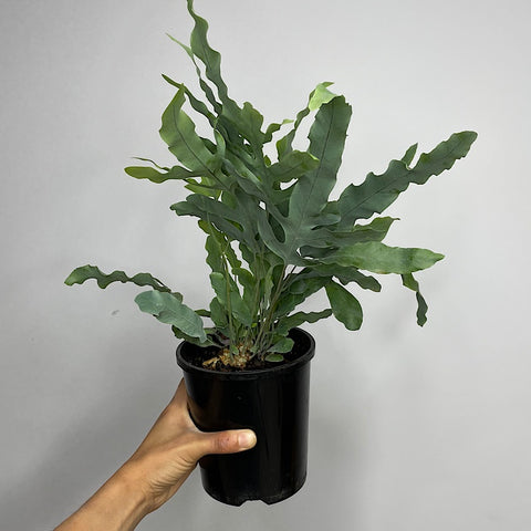 Phlebodium Blue Star Fern 140mm