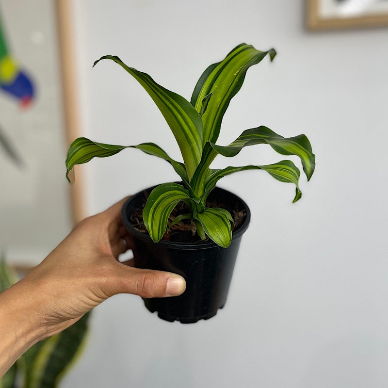 Dracaena Marley Happy Plant 100mm