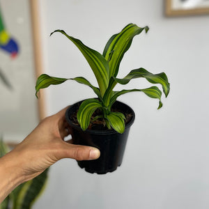 Dracaena Marley Happy Plant 100mm