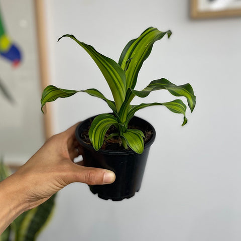 Dracaena Marley Happy Plant 100mm