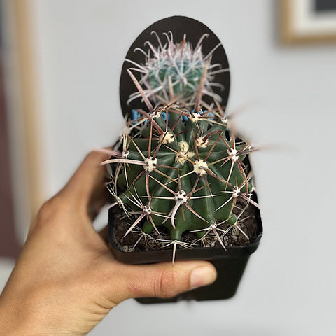 Ferocactus Herrerae Cactus 100mm