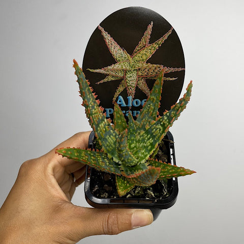 Aloe Piranha 65mm