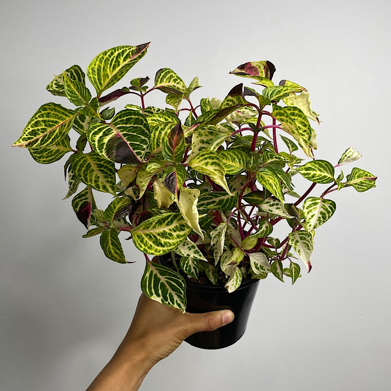 Iresine Variegated 130mm