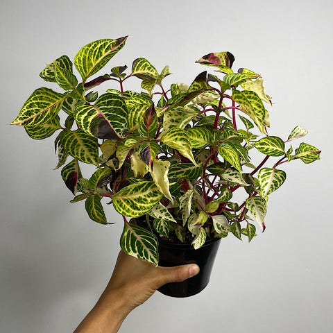 Iresine Variegated 130mm