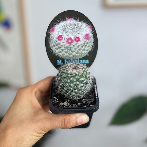 Mammillaria Hahniana ssp. Woodsii Cactus 65mm