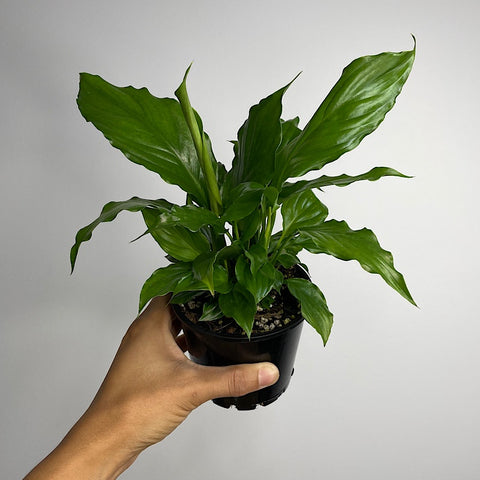 Spathiphyllum Flower Bunch Peace Lily 100mm