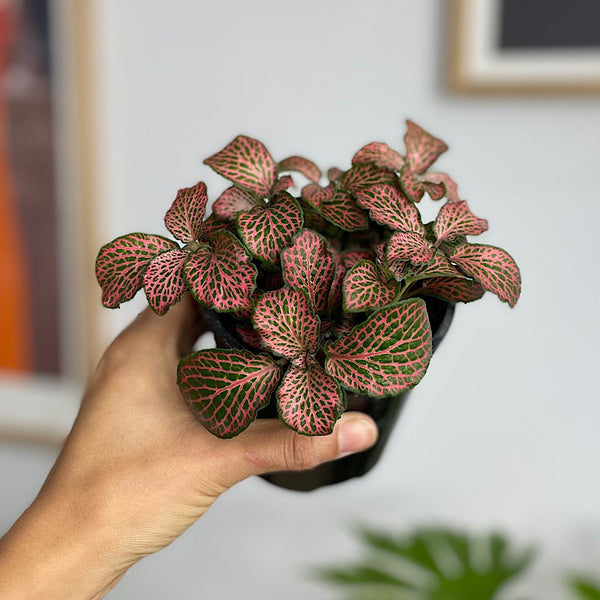 Fittonia 100mm