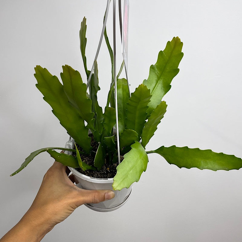 Disocactus Nelsonii 130mm Hanging