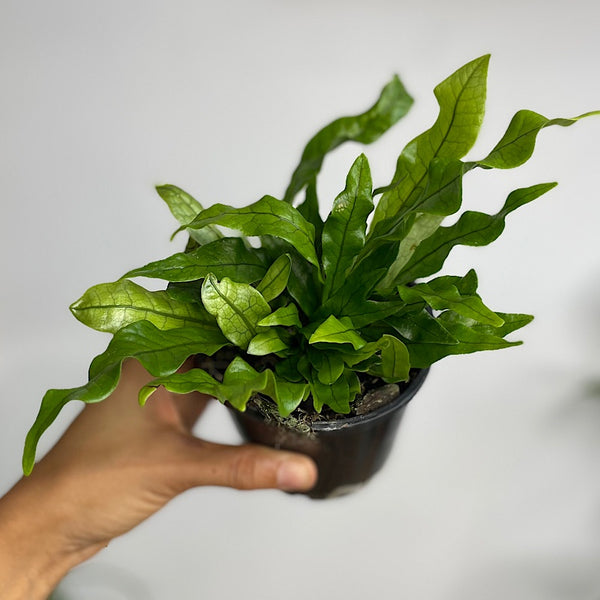 Microsorum Crocodyllus Crocodile Fern 100mm