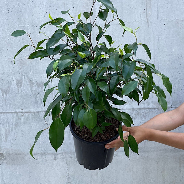 Ficus Benjamina Weeping Fig 200mm