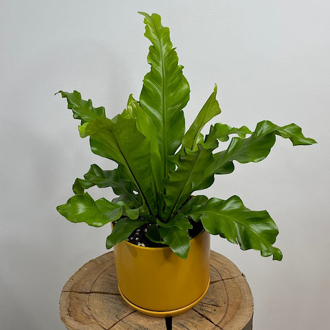Birds Nest Fern in Medium Oslo Pot Tobacco