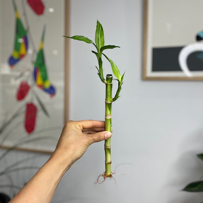 Lucky Bamboo Straight Cane 25 cm