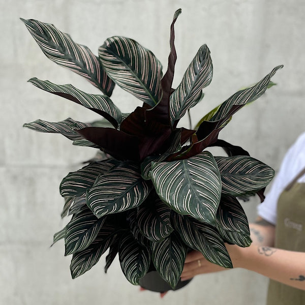 Calathea Ornata Sanderiana Pinstripe 200mm