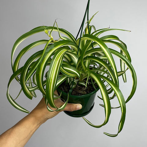 Chlorophytum Curly Spider Plant Bonnie 130mm Hanging