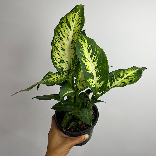 Dieffenbachia Sublime 130mm