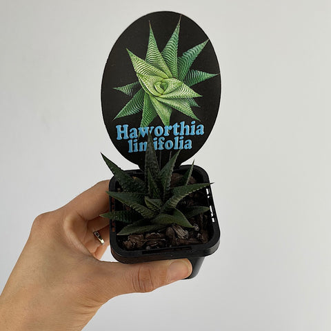 Haworthia Limifolia 65mm