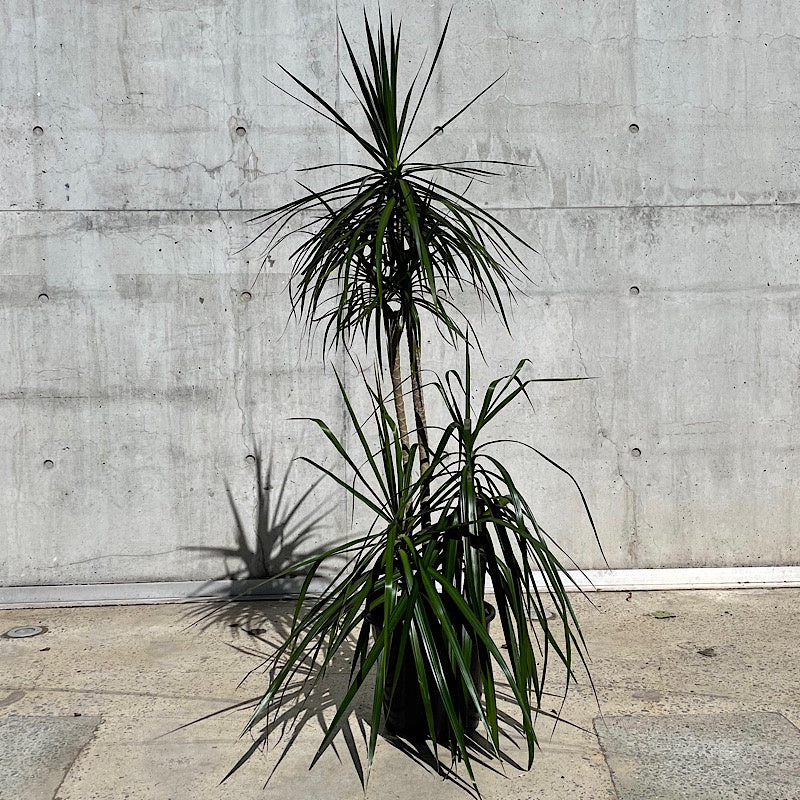 Dracaena Marginata Dragon Tree 250mm