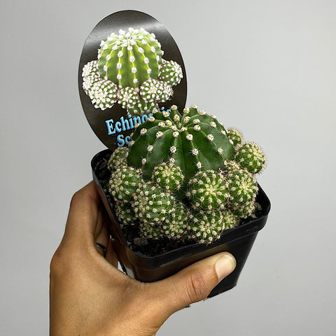 Echinopsis Scoullar Cactus 100mm