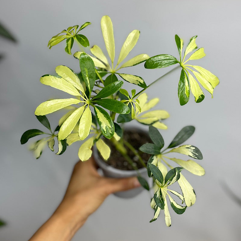 Schefflera Arboricola Umbrella Tree Variegata 105mm