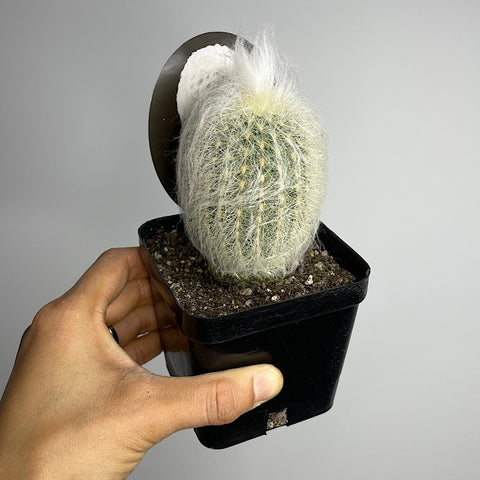 Espostoa Melanostele 100mm