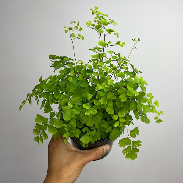 Adiantum Fragrans Maidenhair Fern 120mm