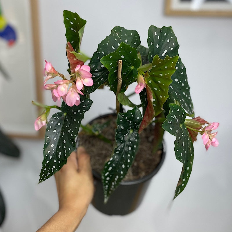 Begonia Maculata Polka Dot 170mm