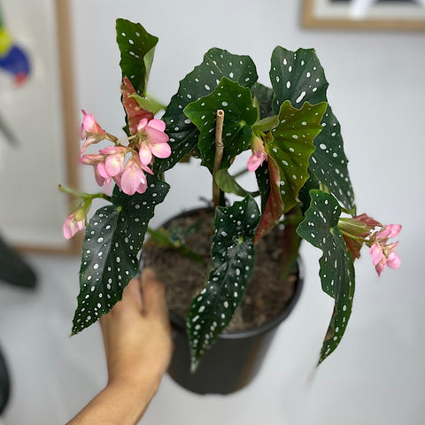 Begonia Maculata Polka Dot 170mm