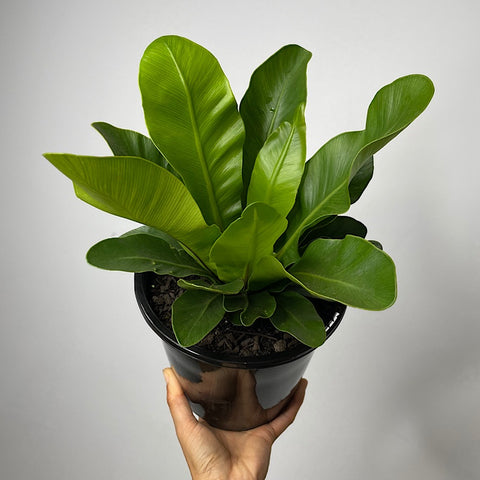 Asplenium Australasicum Birds Nest Fern 180mm