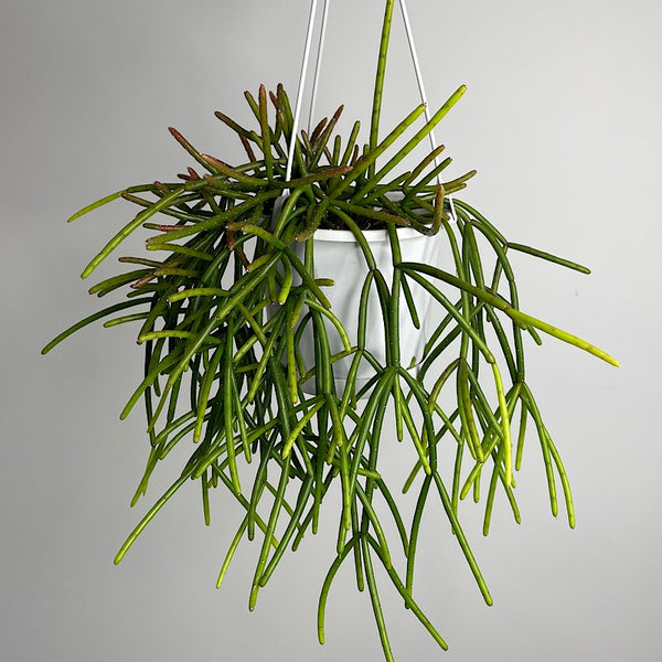 Rhipsalis Cassutha 130mm Hanging