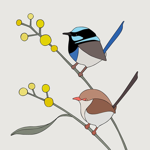 Superb Fairy-Wrens and Wattle Art Print by Eggpicnic