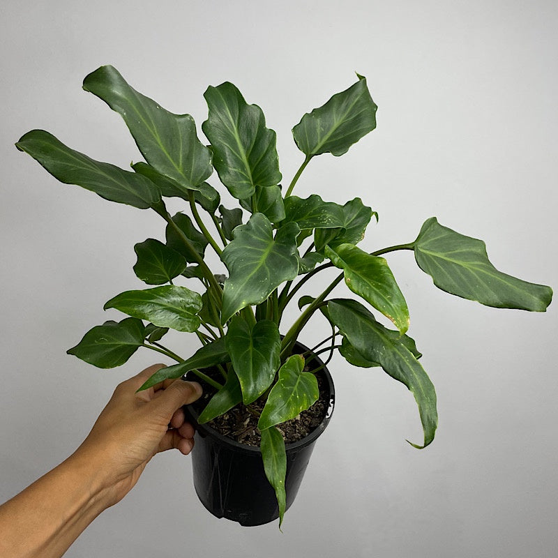 Philodendron Xanadu 140mm