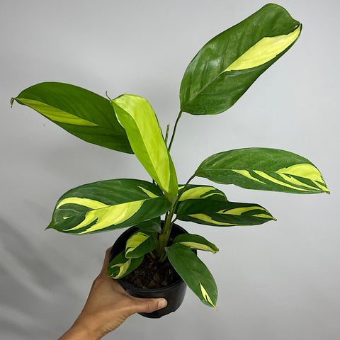 Ctenanthe Lubbersiana Golden Mosaic 130mm