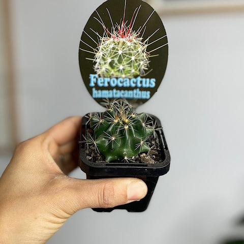 Ferocactus Hamatacanthus Cactus 65mm