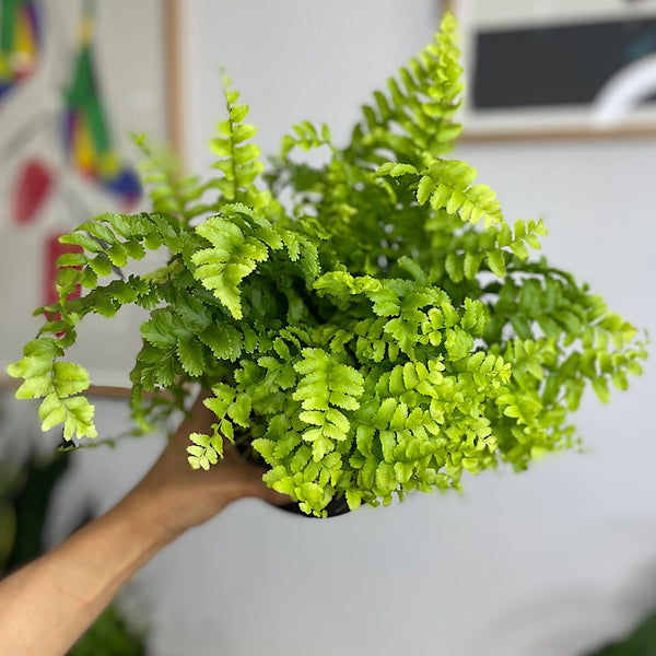 Nephrolepis Exaltata Pom Pom Fern 155mm