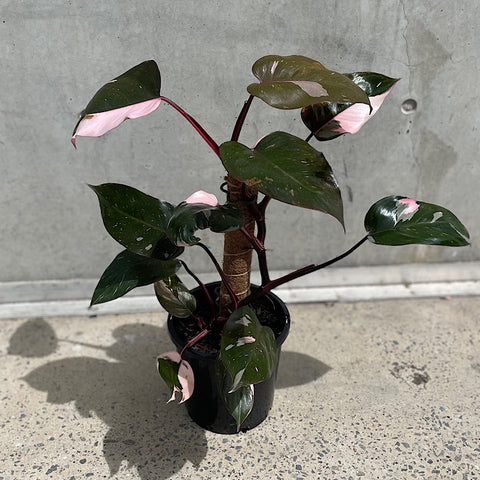 Philodendron Pink Princess 200mm Totem