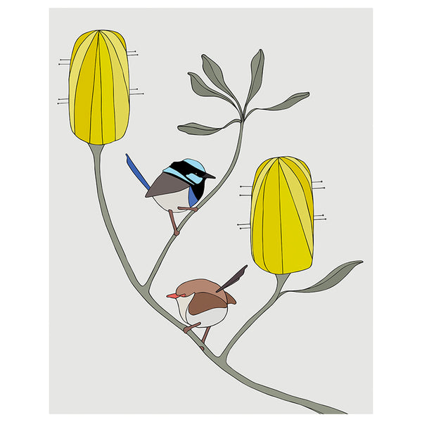 Superb Fairy-Wrens and Banksia Medium Art Print by Eggpicnic