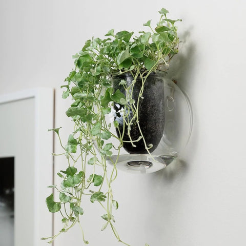 Wall Mounted Clear Self Watering Glass Pot