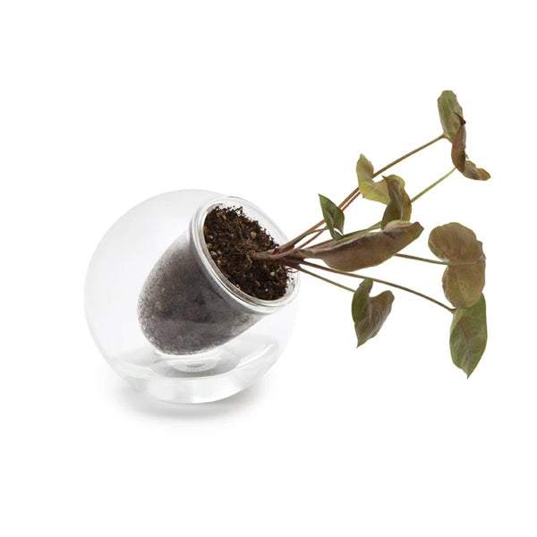 Tilted Medium Self Watering Glass Pot