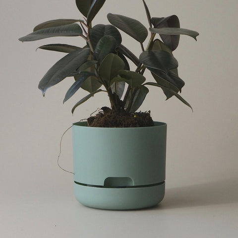 Mr Kitly Selfwatering Pot 17cm Cabinet Green