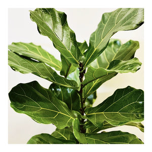 Fiddle Leaf Fig Greeting Card