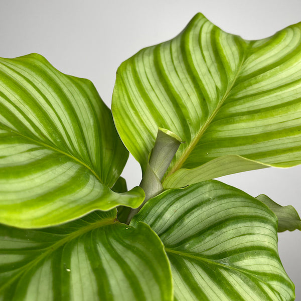 Calathea Orbifolia 100mm