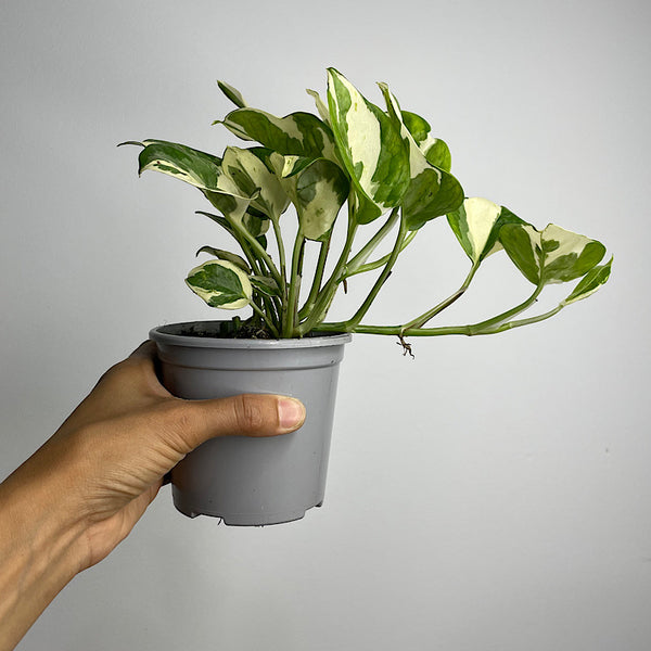Epipremnum Aureum Snow Queen Pothos 105mm