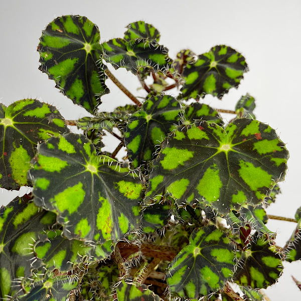 Begonia Rex Tiger Eyelash Begonia 100mm