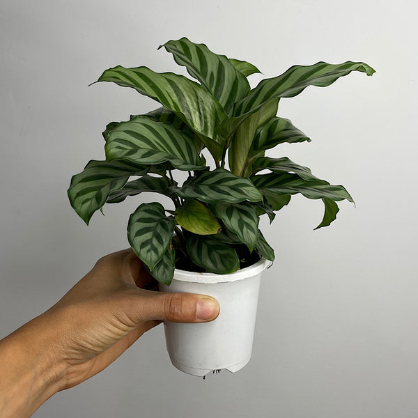 Calathea Freddy 90mm