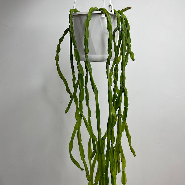 Rhipsalis Paradoxa 130mm Hanging